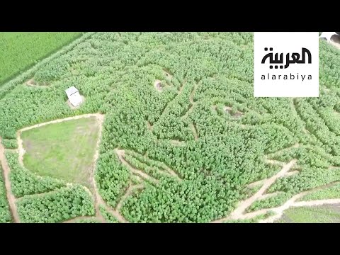 لايف ستايلشاهد: مزارعون ألمان يحيون ذكرى الموسيقار العالمي بيتهوفن بطريقة عجيبة190143/0