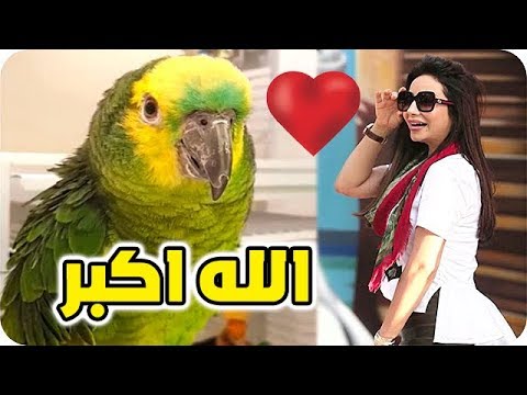 شاهد ببغاء لجين عمران يكرر الله أكبر